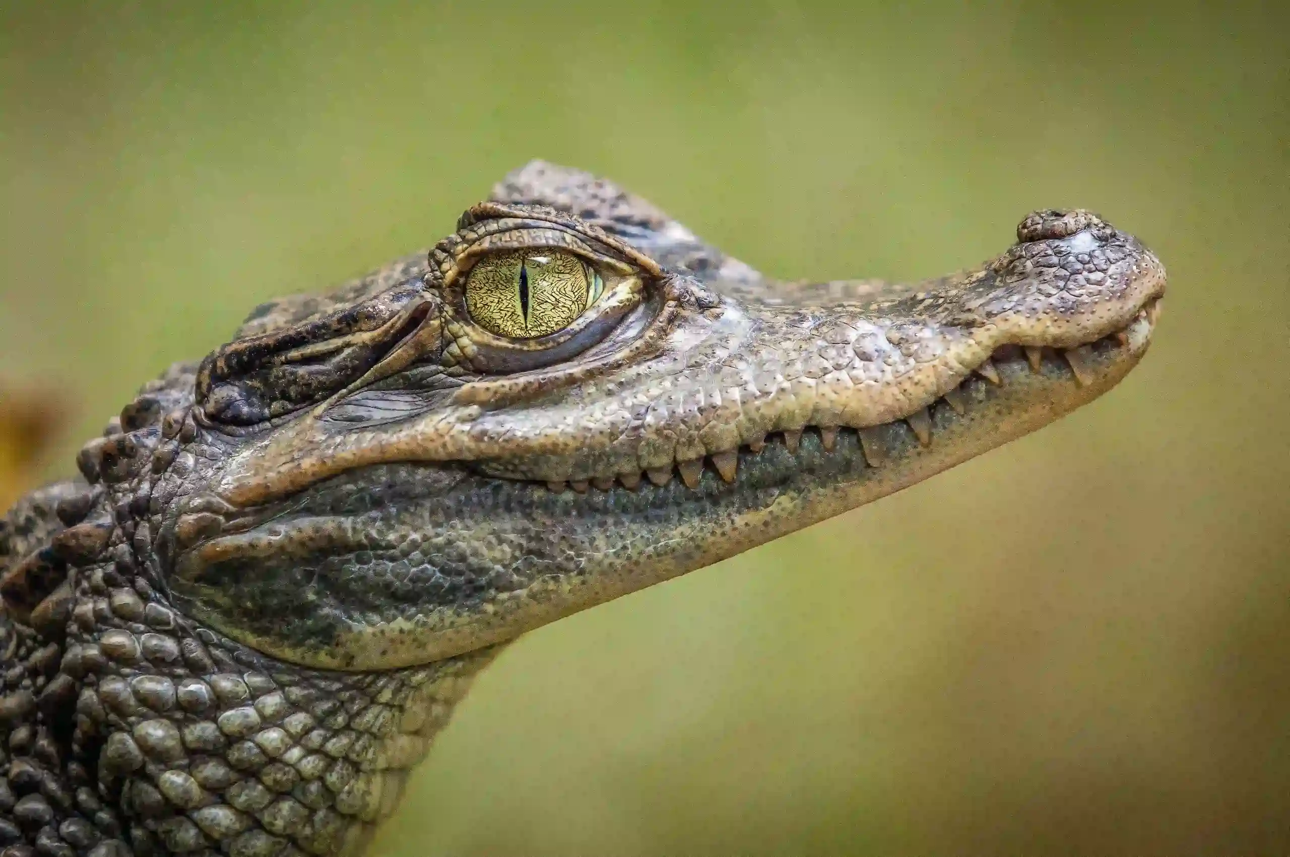 Crocodile